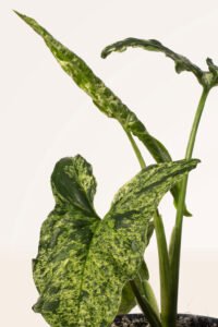 ZURA Syngonium Variegata