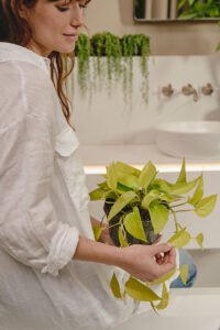 ZURA Pothos Lemon