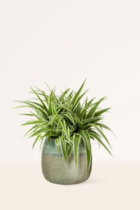 ZURA Comosum Ocean