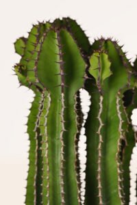 ZURA Euphorbia Cooperi