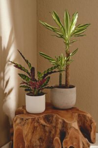 ZURA Calathea Lancifolia