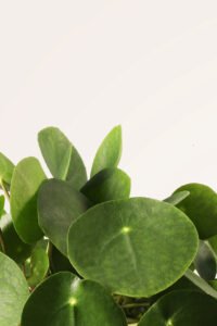 ZURA Pilea Peperomioides