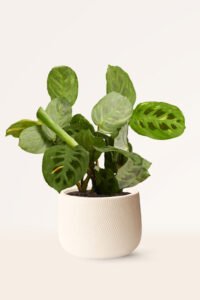 ZURAMaranta Kerchoveana Variegata