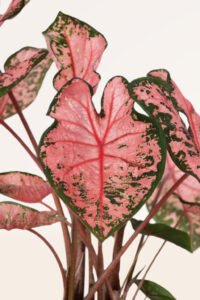 ZURA Caladium Pink Beauty