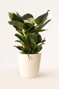 ZURA Philodendron Birkin