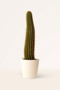ZURA Cactus Trichocereus Chihuahuensis