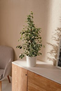 ZURA Ficus Benjamina Twilight