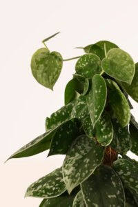 ZURA Scindapsus Pictus XL