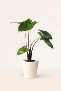 ZURA Alocasia Zebrina