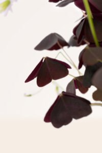 ZURA Oxalis Triangularis