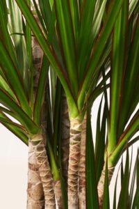 ZURA Dracaena Marginata Bicolor
