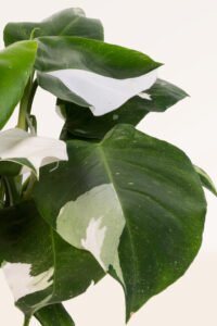 ZURA Philodendron White Princess