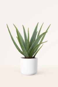 ZURA Aloe Vera