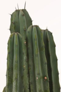 ZURA Myrtillocactus Geometrizans