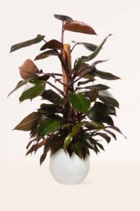 ZURA Philodendron Imperial Red
