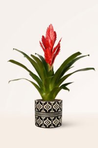 ZURA Vriesea Roja