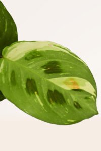 ZURA Maranta Kerchoveana Variegata