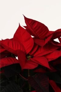 ZURA Flor de Pascua o Poinsettia M