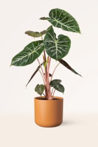 ZURA Alocasia Micholitziana