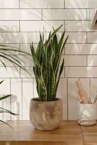 ZURA Sansevieria Trifasciata