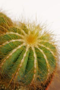 ZURA Notocactus