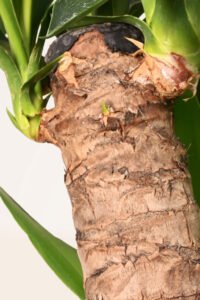 ZURA Yucca Elephantipes