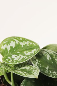 ZURA Scindapsus Pictus