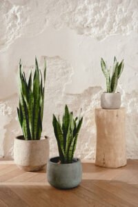 ZURA Sansevieria Zeylanica LENGUA DE SUEGRA