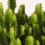 ZURA Euphorbia Triangularis