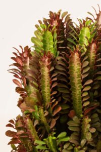 ZURA Euphorbia Trigona Rubra