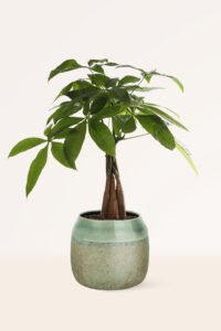 ZURA Pachira Aquatica ARBOL DE LA RIQUEZA, CASTAÑA DE AGUA
