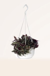 ZURA Tradescantia Zebrina