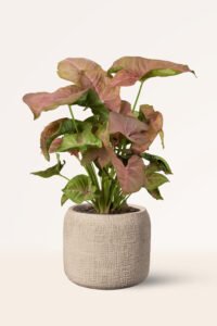 ZURA Syngonium Red Heart