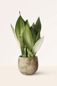ZURA Sansevieria Moonshine