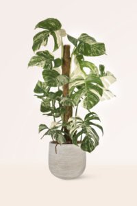 ZURA Monstera Variegata MONSTERA DELICIOSA, COSTILLA DE ADÁN