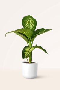 ZURA Dieffenbachia Tropic Snow