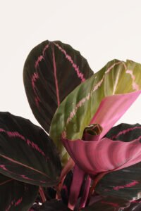 ZURA Calathea Roseopicta