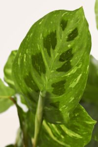 ZURA Maranta Kerchoveana Variegata