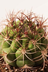 ZURA Cactus Gymnoclycium Saglionis