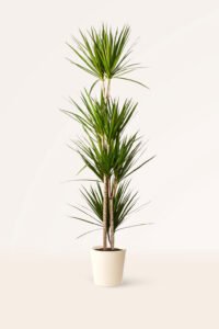 ZURA Dracaena Marginata Bicolor