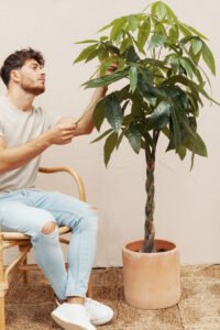 ZURA Pachira Aquatica ARBOL DE LA RIQUEZA, CASTAÑA DE AGUA