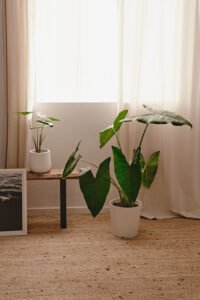 ZURA Alocasia Zebrina