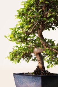 ZURA Bonsái Zelkova 10 años