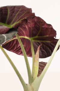 ZURA Alocasia Black Velvet