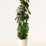 ZURA Ficus Cyathistipula
