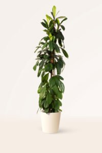 ZURA Ficus Cyathistipula