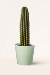 ZURA Cactus Neobuxbaumia Scoparia
