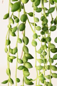 ZURA Senecio Herreianus