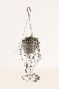 ZURA Ceropegia Woodii