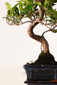 `ZURA Bonsái Ficus Retusa 6 años